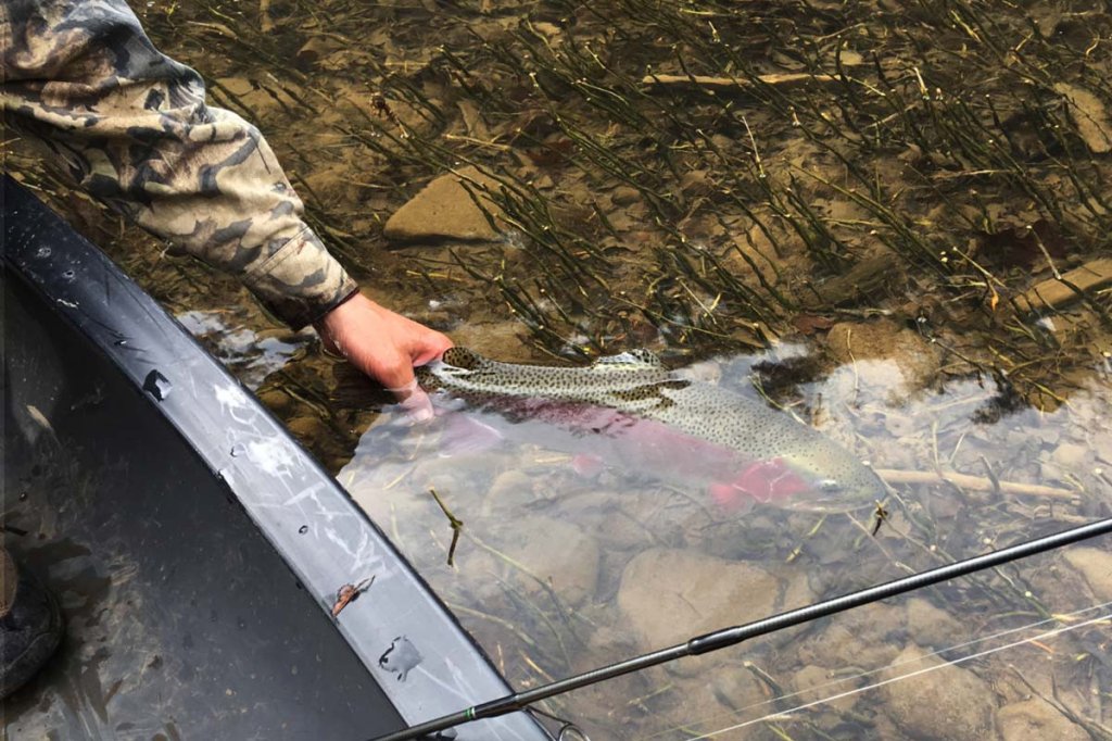 trout being released from a canoe.